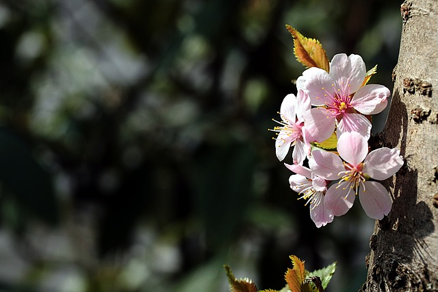 アクアパーク品川で360度の桜が見られる 混雑状況や開催期間は ゆるりデイズ