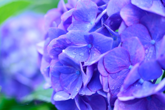 紫陽花の品種の名前一覧 珍しくて変わった種類や人気の万華鏡も紹介 ゆるりデイズ