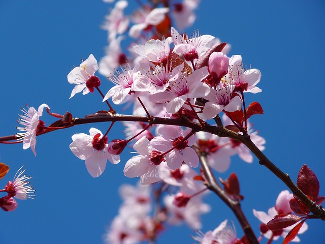 高嶺の花の見逃し配信動画を無料視聴する方法は Youtubeやパンドラは危険 ゆるりデイズ