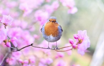 さよならの朝に約束の花をかざろうの動画はネットフリックスで無料視聴できる Youtubeは危険 ゆるりデイズ